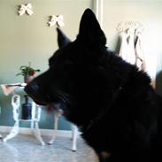 Schæferhund Gally (Hvil i fred basse)