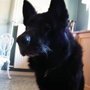 Schæferhund Gally (Hvil i fred basse)