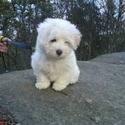 Coton de tulear Bailey