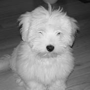 Coton de tulear Bailey