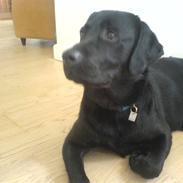 Labrador retriever louis