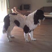 Landseer , Panda