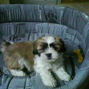 Lhasa apso Zorro