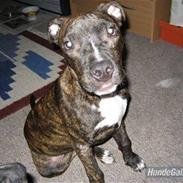 Amerikansk staffordshire terrier Teison