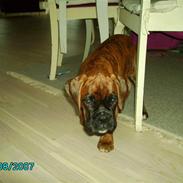 Boxer Bambo Leo