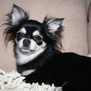 Chihuahua Adelina's Phoebe