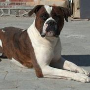 Blanding af racer Enzo
