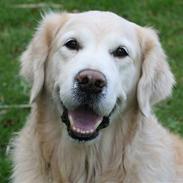 Golden retriever Gibbo