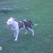 Blanding af racer Paco
