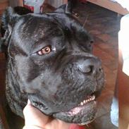 Cane corso *corso*