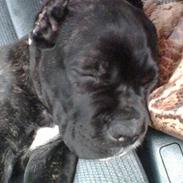 Cane corso *corso*