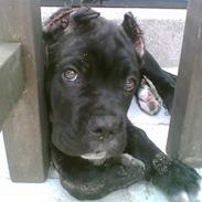 Cane corso *corso*