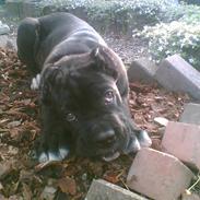 Cane corso *corso*