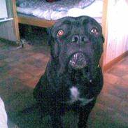 Cane corso *corso*