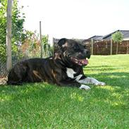 Staffordshire bull terrier Staffy,  Rolf