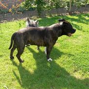 Staffordshire bull terrier Staffy,  Rolf