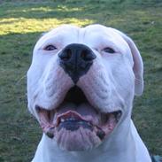 Amerikansk bulldog William