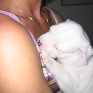 Amerikansk bulldog William