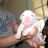 Amerikansk bulldog William