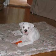 Amerikansk bulldog William