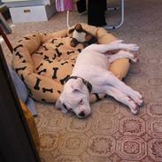 Amerikansk bulldog William