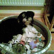Lhasa apso Anton