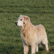 Golden retriever Gibbo