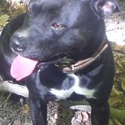 Amerikansk staffordshire terrier Cujo