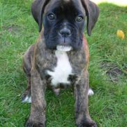 Boxer Hooch