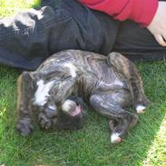 Boxer Hooch