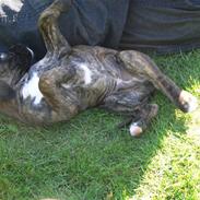 Boxer Hooch