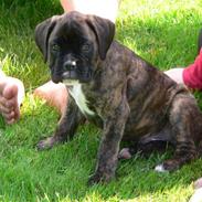 Boxer Hooch