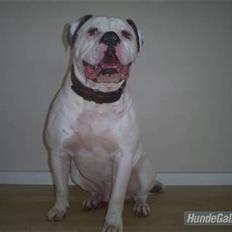 Amerikansk bulldog Robin's Balu † R.I.P.†
