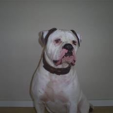 Amerikansk bulldog Robin's Balu † R.I.P.†
