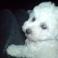 Bichon à poil frisé BIANCA