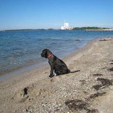 Cane corso Rimmer`s Cane Corso Gimli