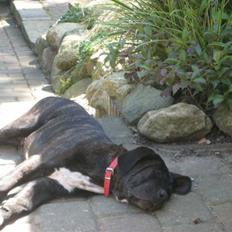Cane corso Rimmer`s Cane Corso Gimli