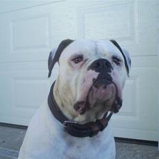Amerikansk bulldog Robin's Balu † R.I.P.†