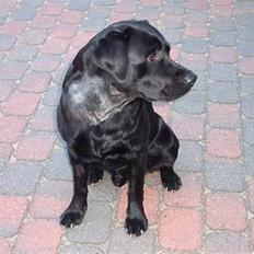 Labrador retriever Alto *R.I.P*