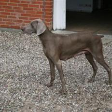 Weimaraner Aica