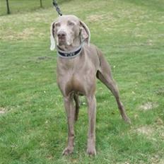 Weimaraner Aica