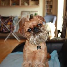 Griffon bruxellois Eddie