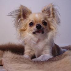 Chihuahua ** Charlie **