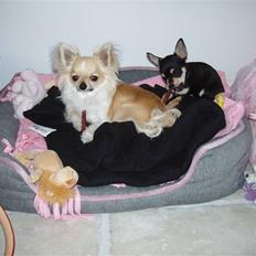 Chihuahua ** Charlie **