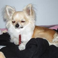 Chihuahua ** Charlie **