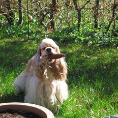 Amerikansk cocker spaniel Nellie