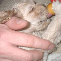 Amerikansk cocker spaniel Nellie