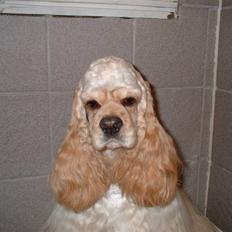 Amerikansk cocker spaniel Nellie