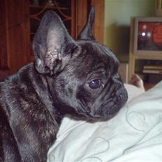 Fransk bulldog Ove * Sover godt nu * :'(  †