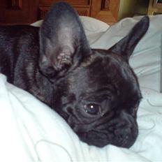 Fransk bulldog Ove * Sover godt nu * :'(  †